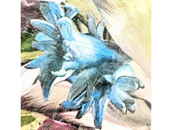 Dutch Masters Floral Botanical Study By Pamela McCabe Haley