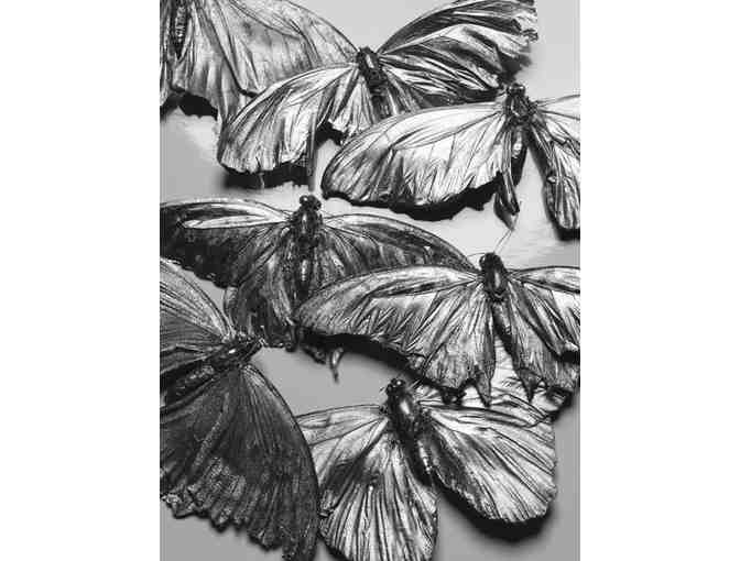 'Moths' by Graeme Montgomery