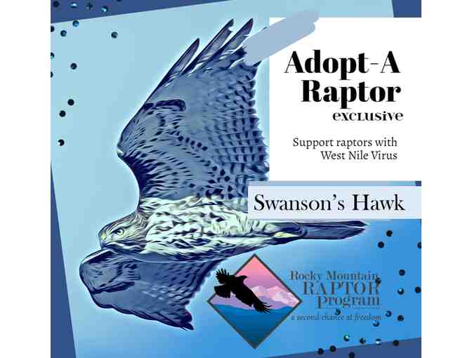 Adopt-A-Raptor Swainson's Hawk