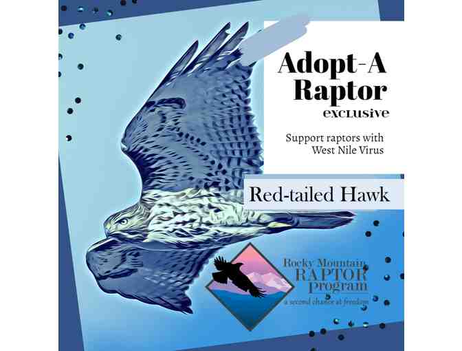 Adopt-A-Raptor Red-tailed Hawk