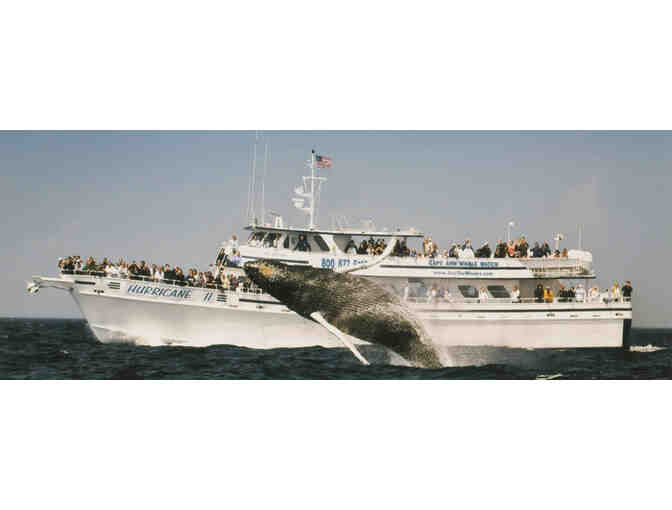Cape Ann Whale Watch - Photo 1