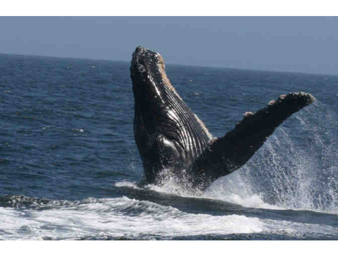 Condor Express - Whale Watching Trip for Two
