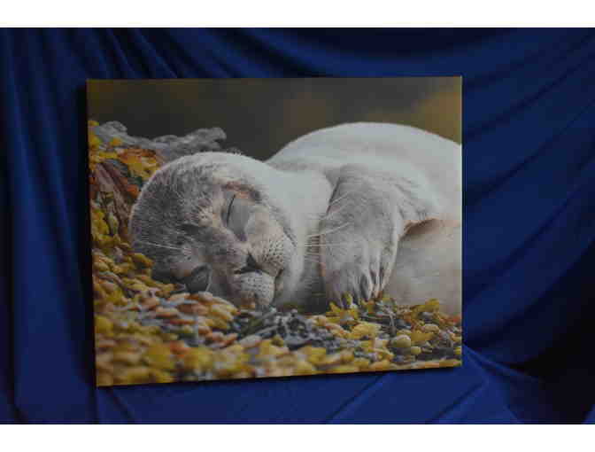 Karl Ramsdell Baby Seal Photograph