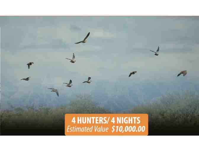 Dove Hunt for 4 Hunters, 4 Nights