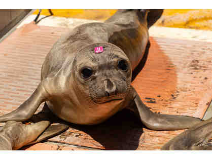 Private Tour of the Marine Mammal Center with special "animal release"
