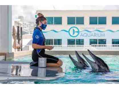 4 Admission Tickets to Clearwater Marine Aquarium