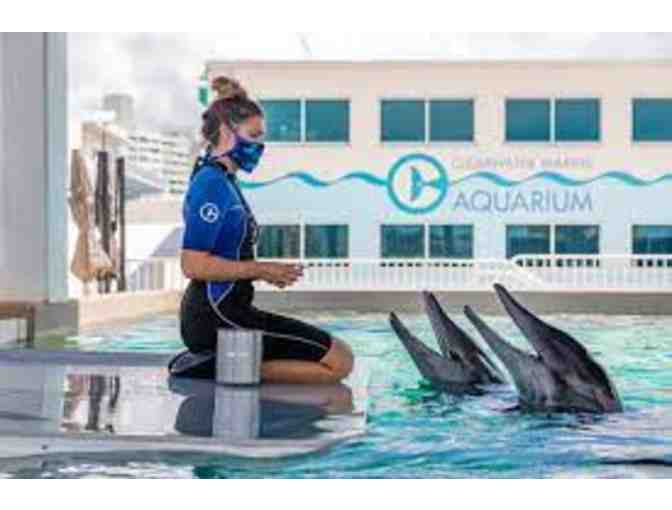 4 Admission Tickets to Clearwater Marine Aquarium - Photo 1