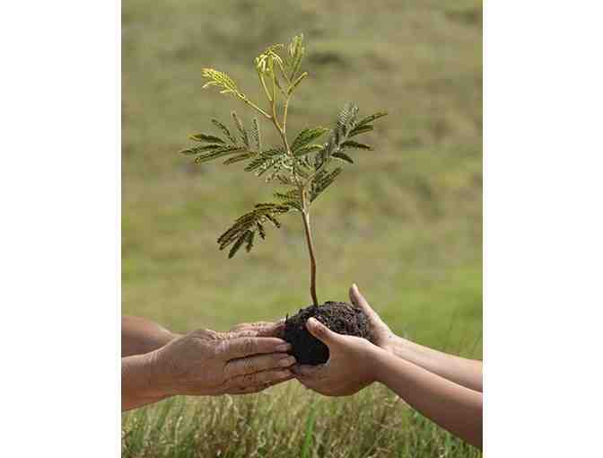 Hawaiian Legacy Reforestation Dedication Certificate valid for (1) Legacy Tree #2