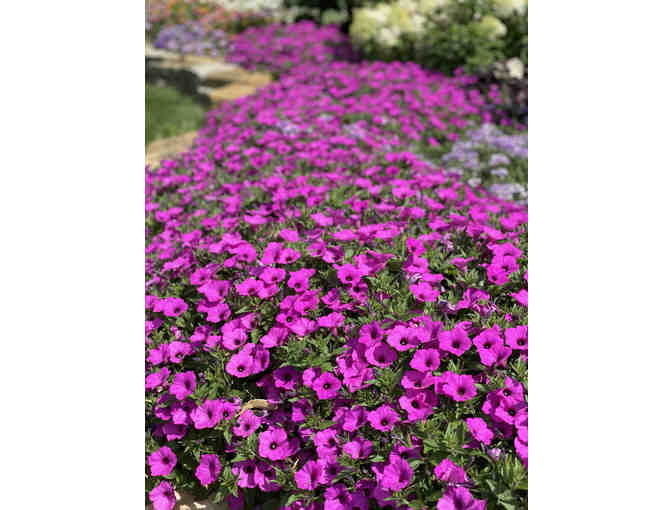 Case of Supertunia Vista Jazzberry Petunia Liners from Proven Winners - Photo 1