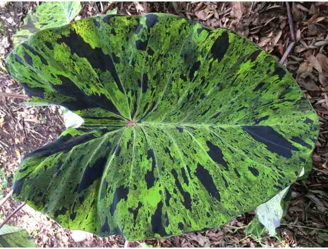 Agristarts Collection of Bold Tropical Foliage Plants for Municipal Containers - Photo 6