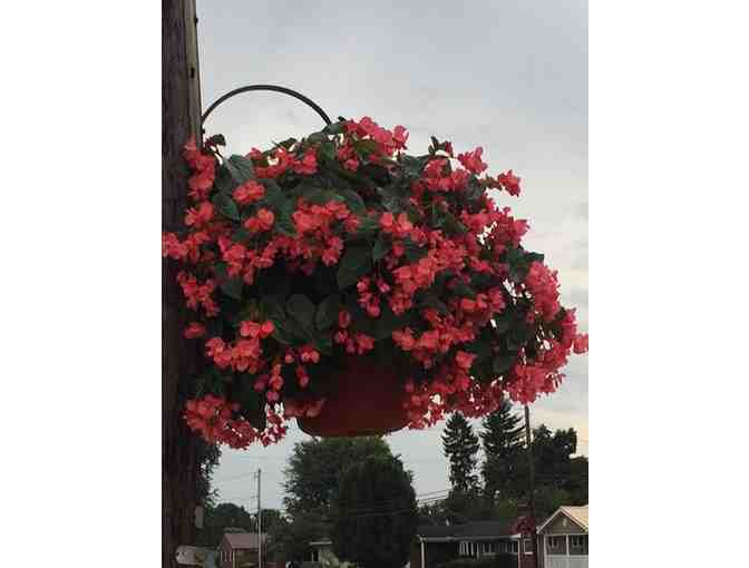 Bob's Market and Greenhouses Flower Plugs - Photo 1