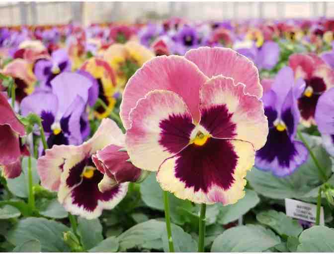 Bob's Market and Greenhouses Flower Plugs - Photo 2