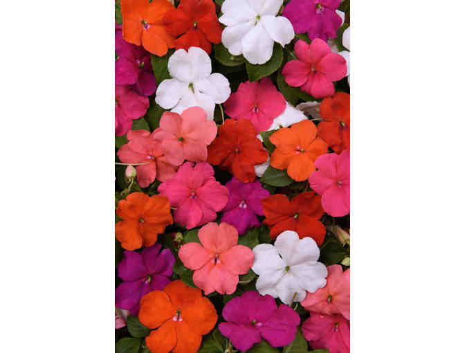 Pan American Seed $500 Gift Certificate for Wave Petunias and/or Beacon Impatiens