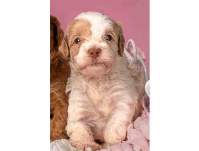 Puppy Love