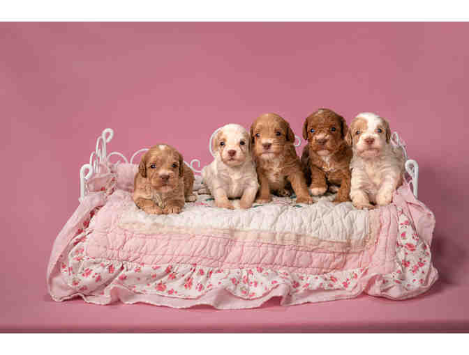 Puppy Love