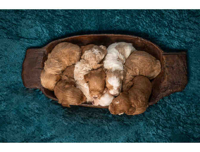 Puppy Love