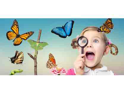 $35 Gift Certificate to The Butterfly Place