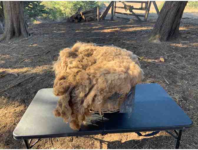 Drop Spindle and a Raw Fleece from Bodega Pastures