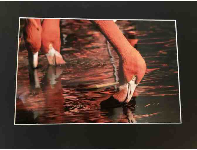 Flamingo Metallic Photo Print by Francesca Scalpi