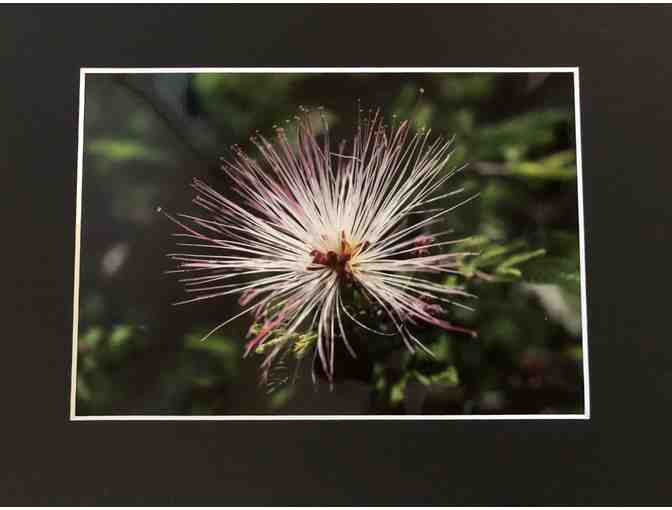 Mimosa Flower Photo