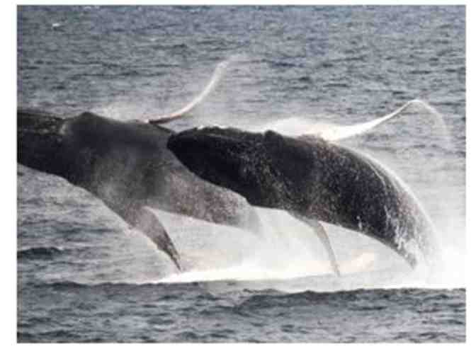 Create Memories Aboard a New England Aquarium Whale Watch for Four