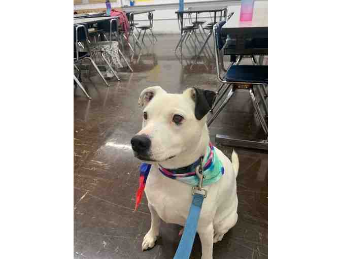 Pet Painting Session for Your Class with Amy Hicks, Helping Paws Healing Hearts