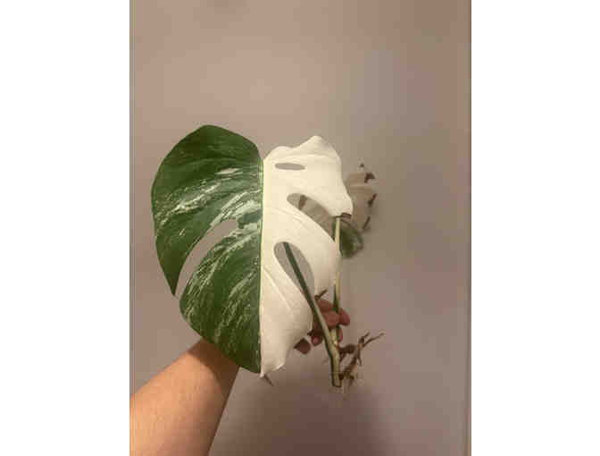 Precious Leaf