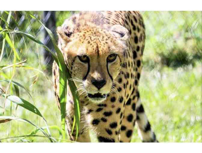 Take A Walk on The Wild Side! - Photo 3
