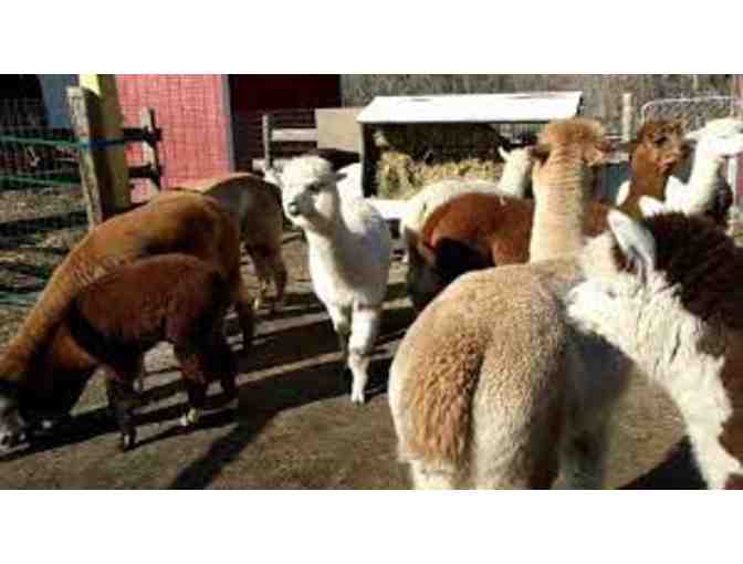 Harvard Alpaca Ranch - Enhanced Tour of the Ranch for up to Five People - Photo 2