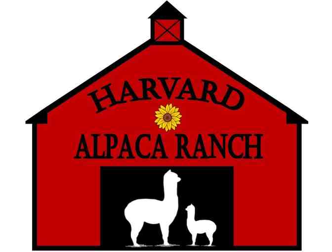 Harvard Alpaca Ranch - Enhanced Tour of the Ranch for up to Five People - Photo 4