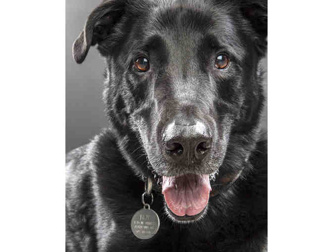 501.  Pet Portrait by The Denver Portrait Co.