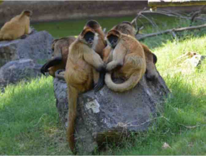 Little Rock Zoo four admission passes (Little Rock, AZ)