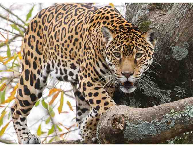 Little Rock Zoo four admission passes (Little Rock, AZ)