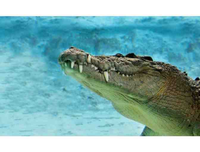 One Day Adventure Pass for Four to the St. Augustine Alligator Farm