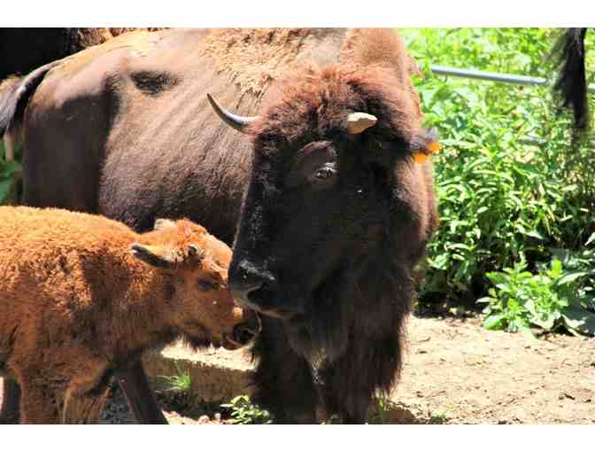 Family Trip to a Smoky Mountain Ranch! - Photo 2