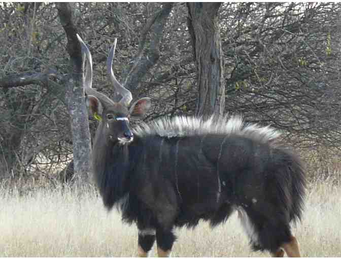 7-Day Hunting Safari in South Africa for 4 - Photo 1