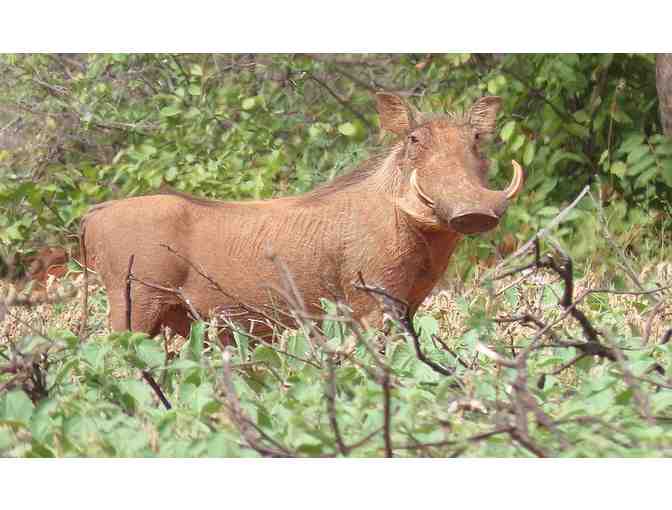 7-Day Hunting Safari in South Africa for 4 - Photo 8