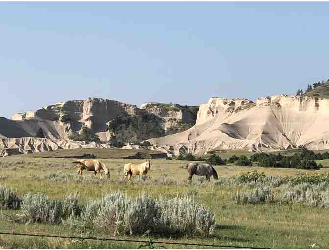 Stay at Working Cattle Ranch for 4 Guests