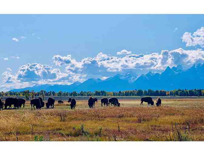 3 Nights in Jackson Hole + Wildlife Safari