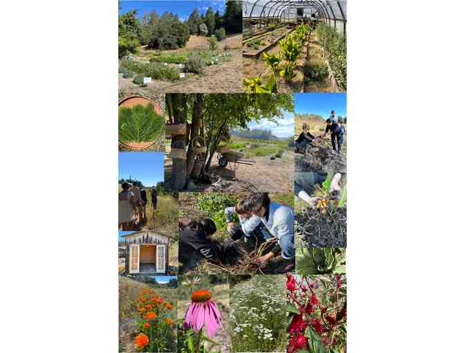 Apothecary Garden Membership - A Year of Herbal Abundance