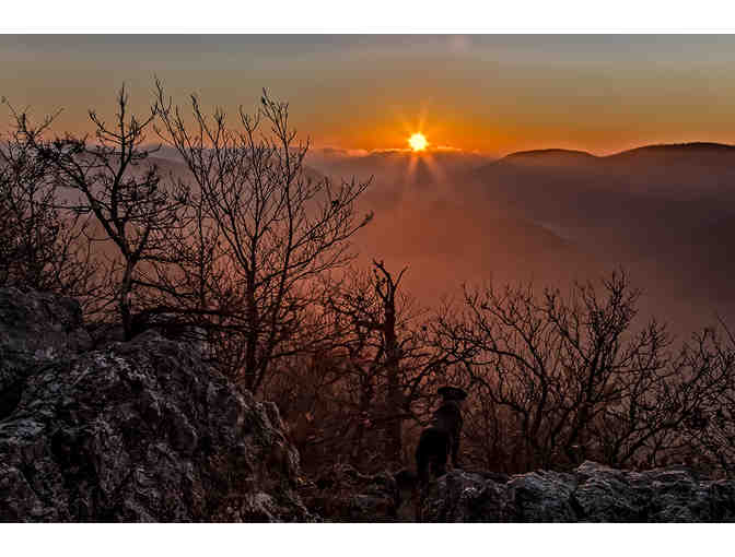 Dog in Landscape