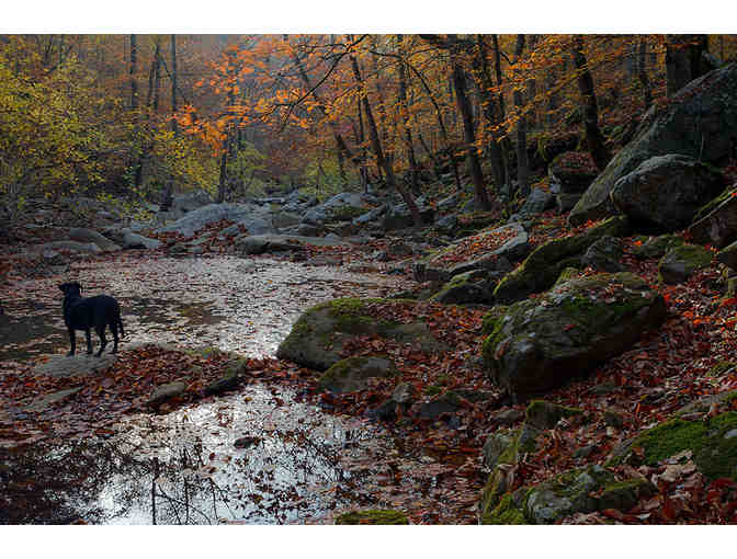 Dog in Landscape