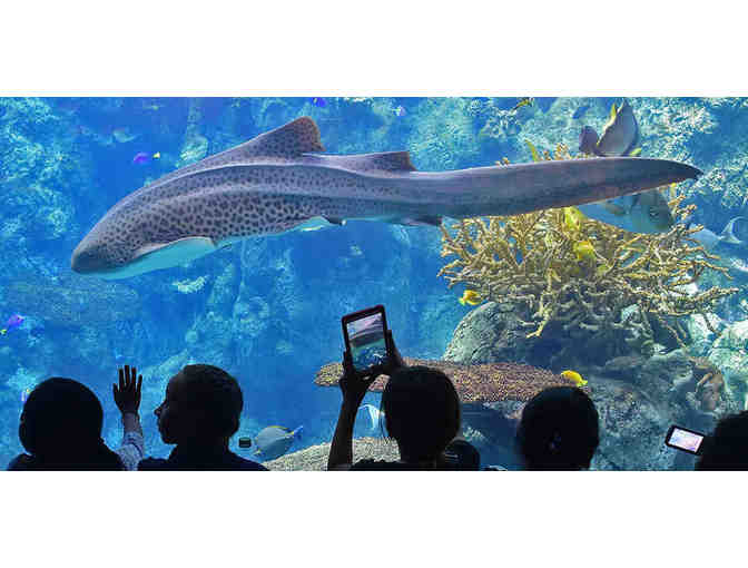 Aquarium of The Pacific: Two Admission Passes - Photo 3