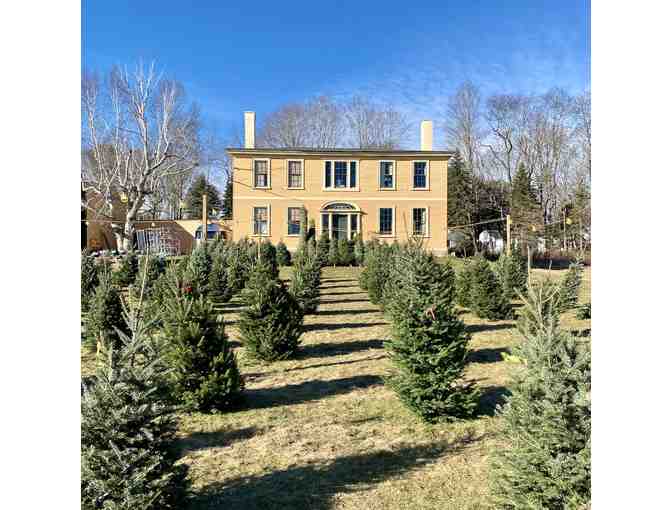 Christmas Tree from Wallingford Farm