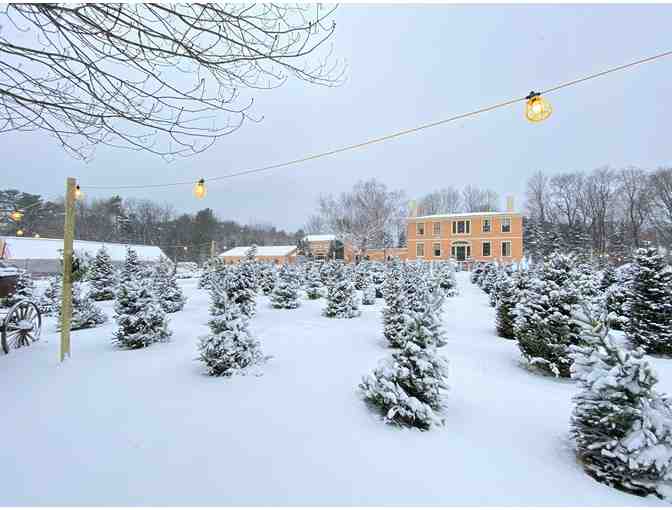 Christmas Tree from Wallingford Farm