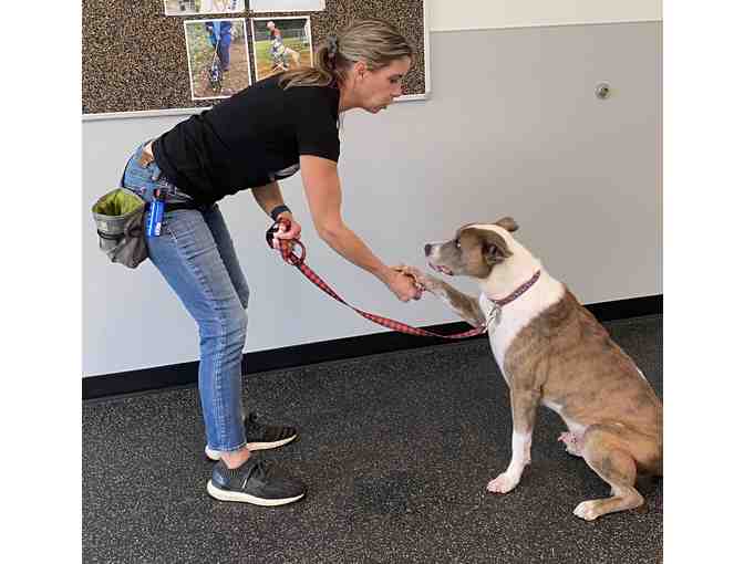 Private Training Lesson for a Dog or Puppy and Gift Set courtesy of Animal Welfare Society