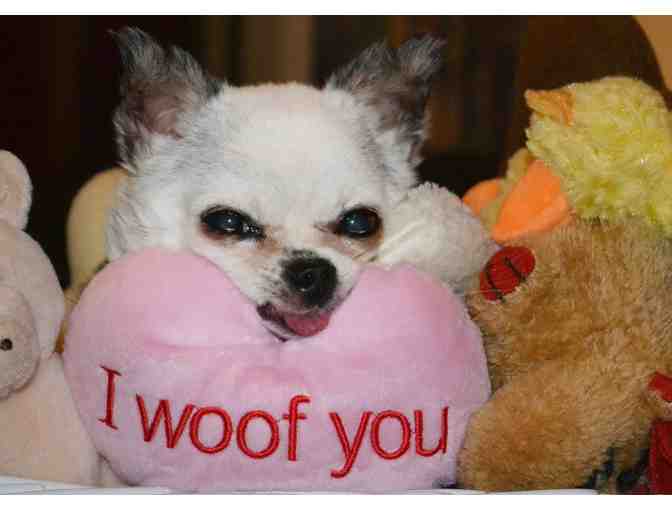 I Woof You Toy - Teddy's Personal Collection