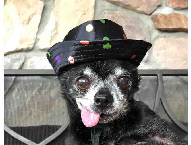 Frankie's Polka Dot Fedora / Hat