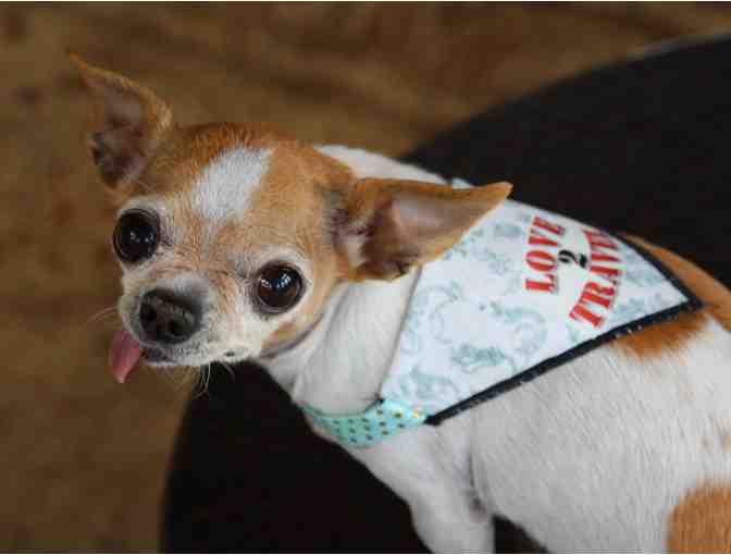 Miss Pickles - Love 2 Travel Bandana