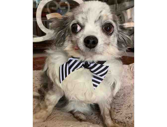 Toby's Black and White Bowtie w/Collar